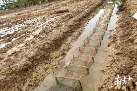 美味！东莞水稻备耕日，正是花鱼抓捕好时机图片