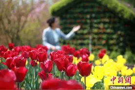 江苏扬州“万花会”云开幕 唐代罗城繁花盛景再现图片
