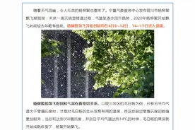 杨柳絮即将“放飞自我”！大家请注意图片