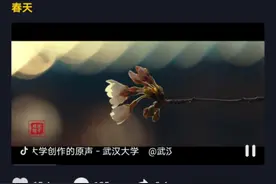 这个春天，樱花从未缺席图片