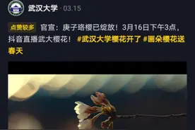 这个春天，樱花从未缺席图片