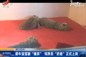 浙江杭州：犀牛宝宝被“嫌弃” 饲养员“奶爸”正式上岗视频封面