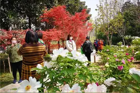 赏牡丹 不须远行 郑州植物园4万余株牡丹已怒放图片