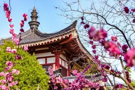 山西永济：公园探春图片