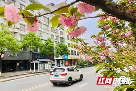 组图 | 临武：春暖花开林中之城樱花次第绽放图片