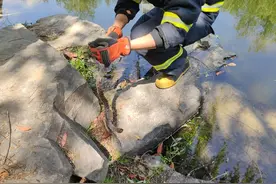 当心！冬眠的蛇开始醒了；暖心！消防蜀黍将它带到西溪湿地放生了图片
