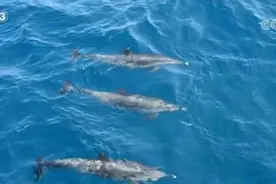 海南三亚海警舰艇巡逻遇见海豚群图片