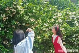 长沙紫凤园里琼花露“芳华”，600余株等你来赏图片