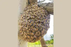 突遇蜂群怎么办，来看辰山植物园这波硬核操作图片