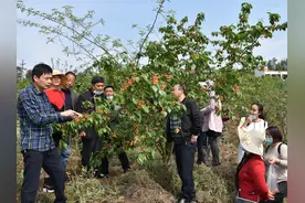 生活重启｜樱桃好吃树难栽 荣县请来专家现场教果农技术图片
