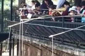 “钓老虎”哪能科普，少点这样的奇葩互动图片