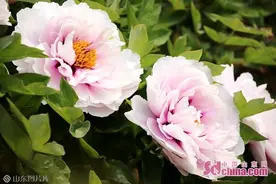 抖一抖牡丹｜菏泽这座城到底有多爱“牡丹”？图片