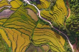 拒绝炒作！性价比极高的武夷山岩茶出厂价直销图片