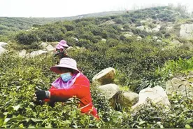 核心产区少、茶树产量低……信阳毛尖高山茶十分难见，成茶商抢手货图片
