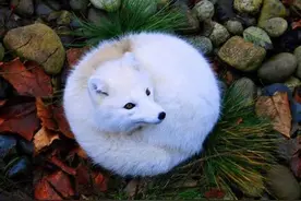 雪狐捕猎的动作为什么那么可爱？图片