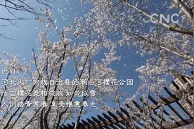 河北大厂：千亩樱花俏媚春视频封面