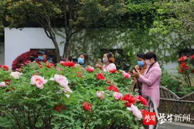 牡丹吐艳，晚樱初绽，常州各大公园百花争春图片