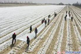 新疆博湖：小拱棚 实现增收新希望图片