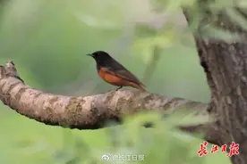 它叫赭红尾鸲 武汉鸟类家族又添新成员图片