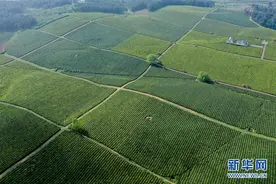 春日茶海碧连天图片