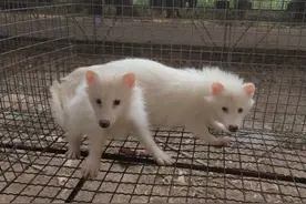 《国家畜禽遗传资源目录》征求意见稿出台，山东皮毛兽特禽养殖户吃下“定心丸”图片