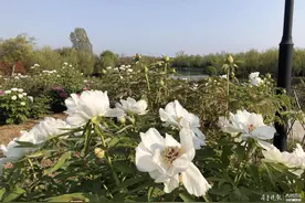 太白湖畔60万株牡丹竞相开放，千亩牡丹园迎八方游客图片