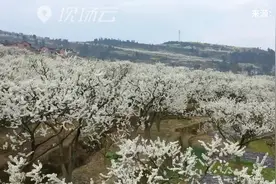 一团一簇压枝头 漫山遍野成花海视频封面