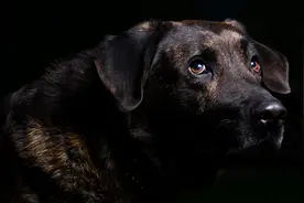 检疫犬被不配合的乘客踢了一脚？实为老视频张冠李戴博眼球图片