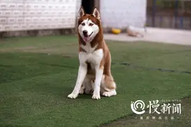 养只200万粉丝的网红狗是什么体验？白天上街要伪装一番图片
