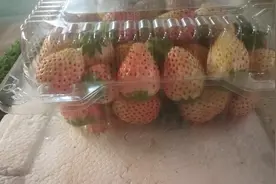 更香更贵更好吃？“奢侈品”白草莓了解一下图片