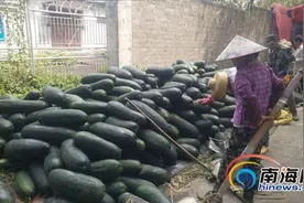 文昌3.2万吨青皮冬瓜寻买家后续：多渠道帮助农户打开销路 冬瓜日销售量近千吨图片