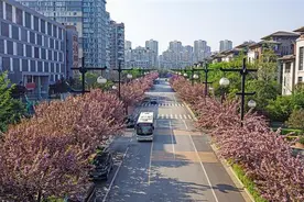 三秦新风貌｜在曲江池西路 邂逅樱花长街图片