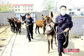 31头毛驴国道上炸群，16头失踪 临沂民警帮找回图片