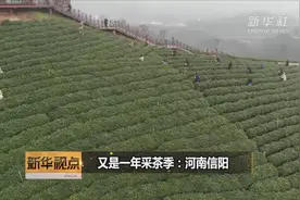 又是一年采茶季：河南信阳视频封面