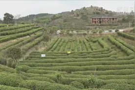 又是一年采茶季：福建福州视频封面