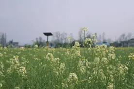 湖北咸宁：春的小美好图片