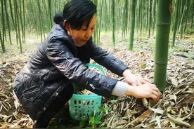 小小赤松茸，撑起博爱县许良镇贫困户“致富伞”图片