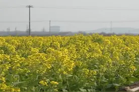 烟台莱州百亩菜花盛开 原野遍地金黄图片