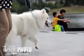 还遛狗不牵绳？合肥养狗新规来了！这么罚图片