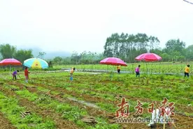 “消费扶贫”化解滞销难题图片