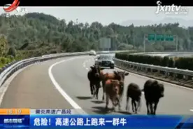 莆炎高速广昌段：危险！高速公路上跑来一群牛视频封面