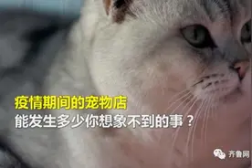 一只变一家！疫情期间寄养在宠物店的猫咪“成了家”产了娃图片