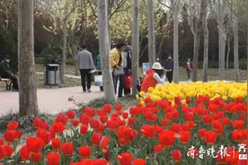 德州人，这份保姆级周末踏春攻略请查收图片
