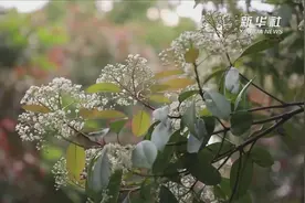 石楠花如约绽放视频封面