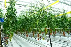 打通蔬菜线上销路！“寿光蔬菜”开通网上首家官方旗舰店视频封面
