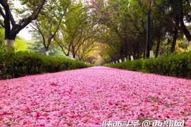 期待一起走花路！西安交大落樱铺满樱花大道图片