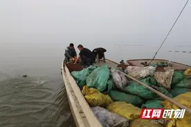 大通湖区：30万斤河蚌成为大湖水底“过滤机”图片