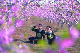 青岛桃花、海棠迎来盛花期 外出赏花请收好攻略图片