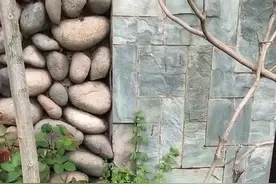 有可能是宠物被遗弃 南三环凉水河边惊现一岁旱獭图片