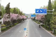 人间四月天 ，海棠花中仙图片